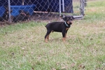Doberman puppies