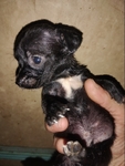 Chihuahua puppies for sale