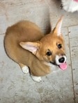 Pembroke welsh corgi
