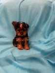 Ckc Yorkie pupies