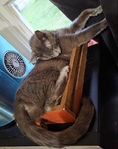 Free kittens, July 19th 2025 birthday, 2 males and 3 females!