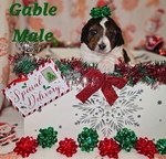 AKC Standard Poodles