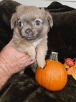 Long-haired Teacup Chihuahua Puppies