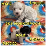 CKC MORKIEPOO PUPPIES