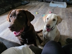 Registered Lab Puppies
