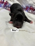 Dachshund/rat terrier