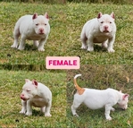 ABKC American Bully Pups
