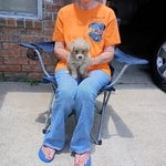 CKC Maltese -Schnauzer-Poodle puppies for Adoption