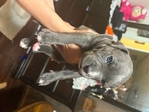Put bull xl bully mix puppies