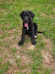 Unregistered Great Dane Puppies
