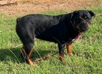 Rehoming my Rottweiler