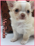 Sweet Promise AKC Applehead Longcoat Female