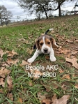 Beagle Puppies AKC