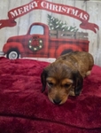 AKC Mini Dachshund
