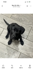 Lab mix 3 months