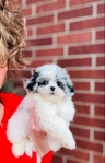 Shihpoo Female Blue Merle Shihtzu & toy poodle mix.