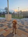 Female Goldendoodle