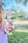 Chihuahua puppies in Houston Clear Lake