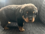 Healthy Male and Female Rottweiler puppies