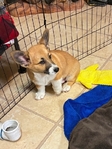 Pembroke corgis