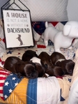 Mini Longhair Dachshund Puppies
