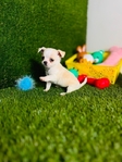 Chihuahua Tiny Puppies Vetted w/shots