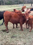 Replacement Heifers for Sell