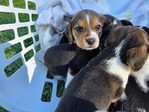 Beagle puppies