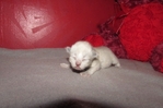 ragdoll kittens for sale