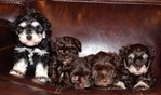 AKC Toy/Miniature Schnauzer Puppies