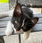 Beautiful Kittens