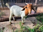 Boer goats. Reduced price