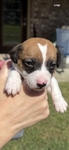 Jack Russell Rat Terrier Puppies