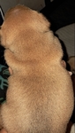 French Bulldog Puppies