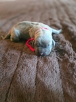 Formentino Cane Corso Puppies!
