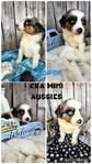 ASDR mini Aussies