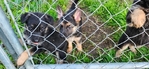 German Shepherd Puppies