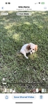 APRI Registered Cavalier King Charles Spaniel