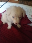 Australian shepherd female puppy