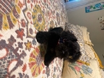 Akc miniature make schnauzer
