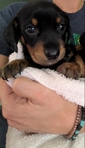 Miniature Daschund