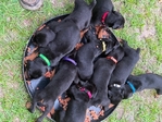 AKC Doberman Pinscher puppies