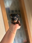 Micro yorkies