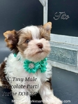 AKC Micro Yorkie baby boys