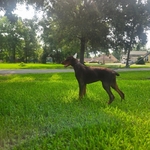 Doberman pup (Boots)