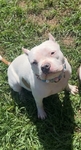 Dogs for rehoming