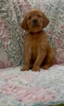 AKC Registered Golden Retriever puppies