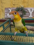 Sun Conures, WB Caiques, Quakers and Flame Macaw