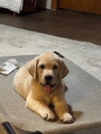 Pre-school puppy trained yellow Labrador Retriever pup