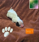 >🐾 Available Puppies in Southeast Texas! 🐾